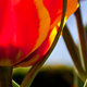 Illustration for article titled 264 Stupendous Spring Wallpapers
